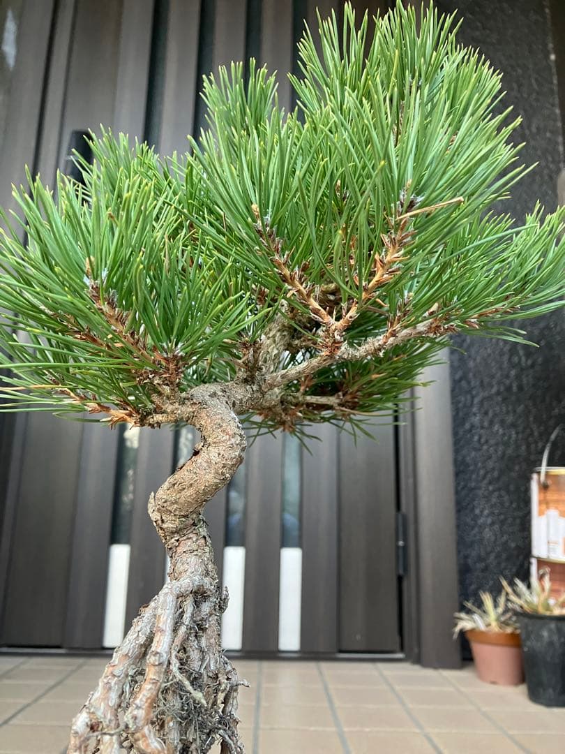 黒松盆栽　樹形(幹の曲等)が美しい根上がり　究極の逸品！　超大特価！早いもの勝ち