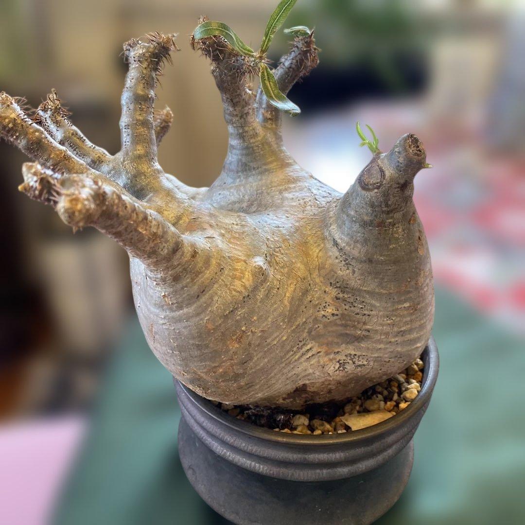 グラキリス大 重量級 現地球