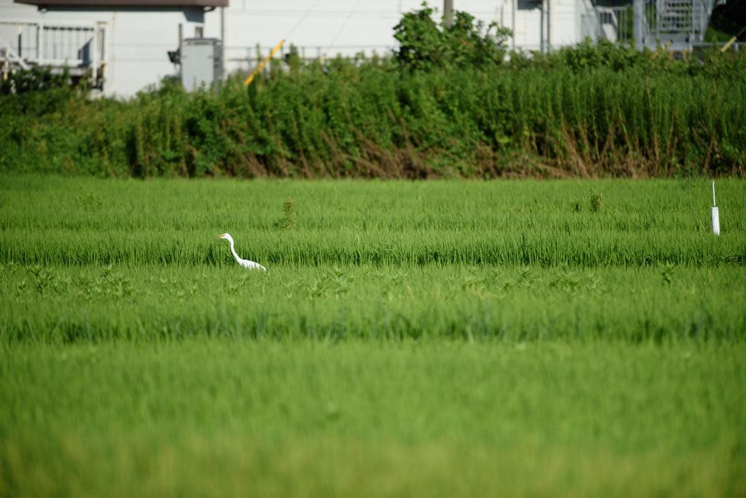 【rata】AI AF-I 300mm f2.8 D ED CT-304