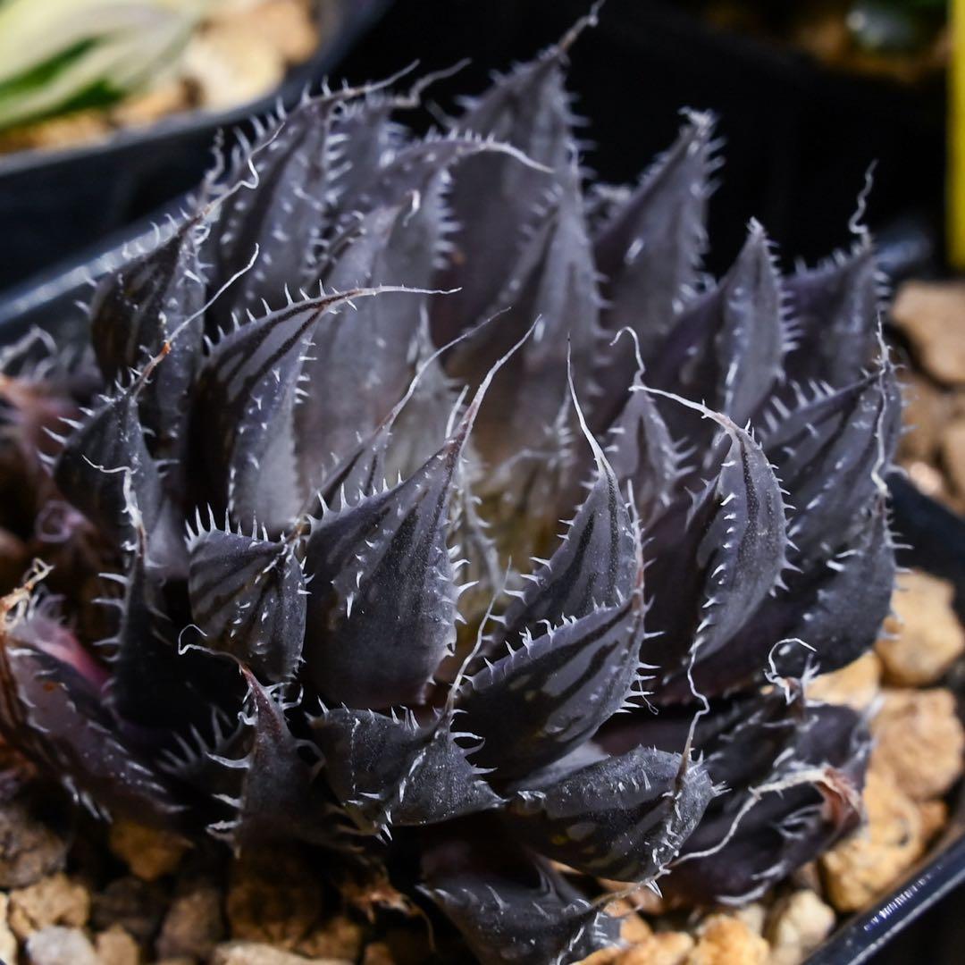 ハオルチア スコーピオン錦