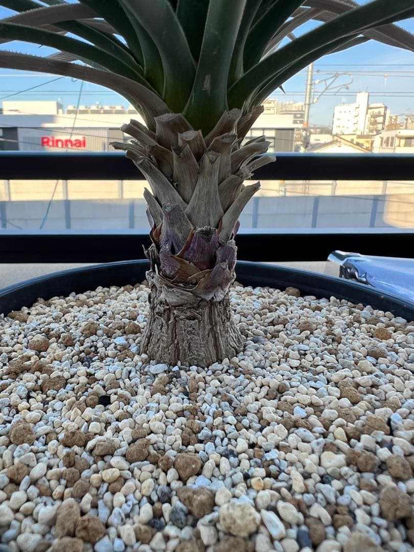 【タイムセール】ユッカ・ブレビフォリア / 国内実生 ヨシュアツリー 希少