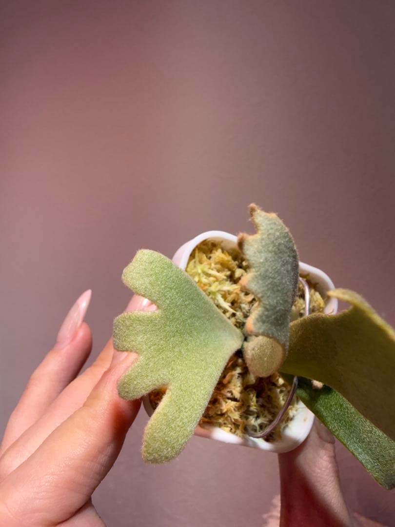 Moonlight x Celso selectドワーフ晴花由来OCビカクシダ