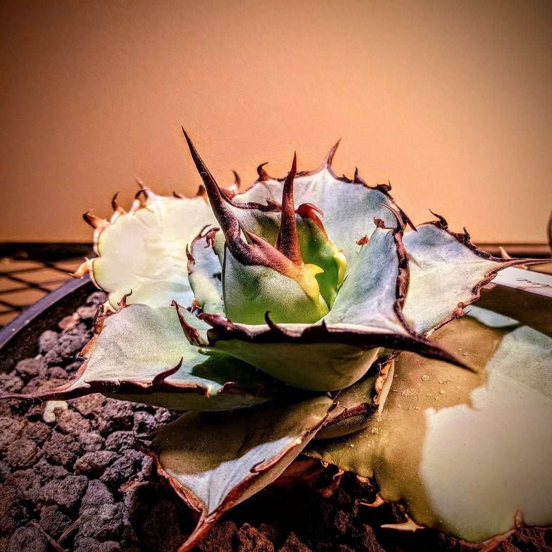 アガベ　チタノタ　dennisB05 子株　青犀牛　デニスタグ付き