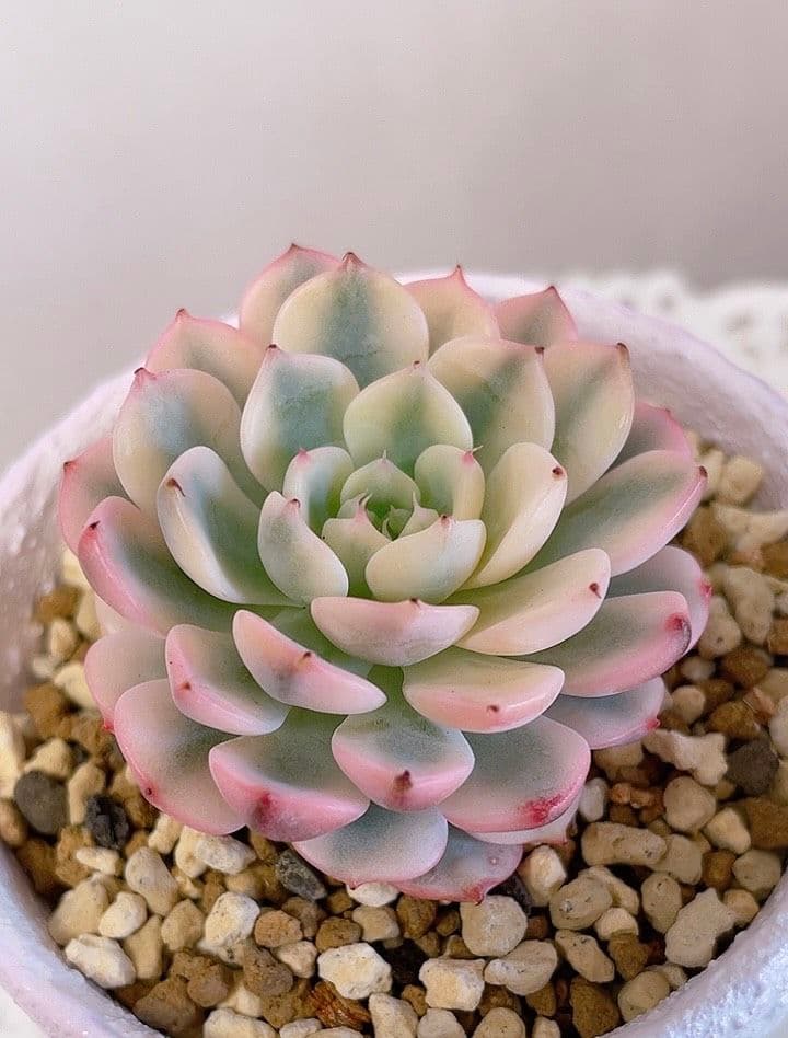 マジョリカ♥　ブルーミニマ錦