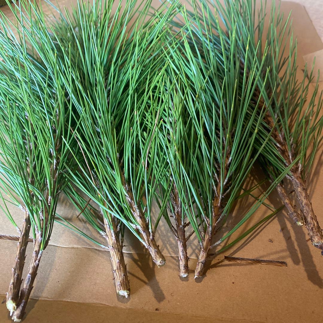 【⚠️みかん箱3箱分】松　みかん箱いっぱい詰めます　40cm目安