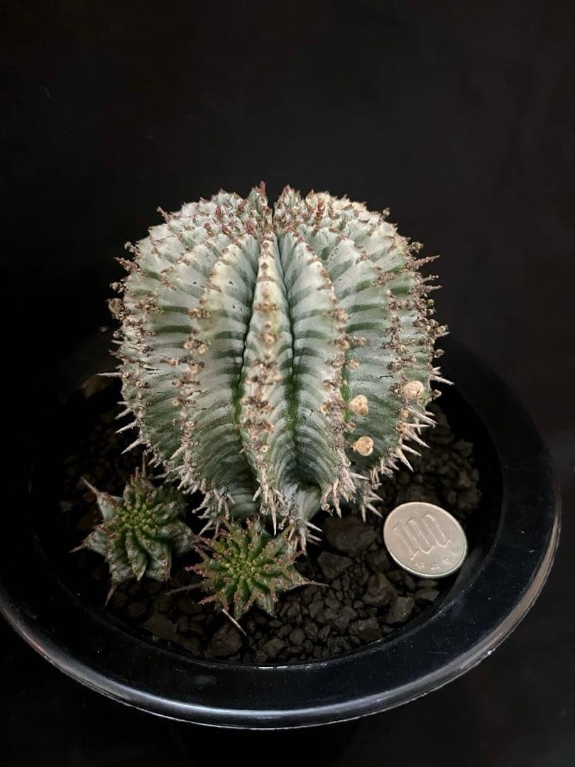 ユーフォルビアホリダ White zebra S胴太 親株 カキ子3株付き 雌株