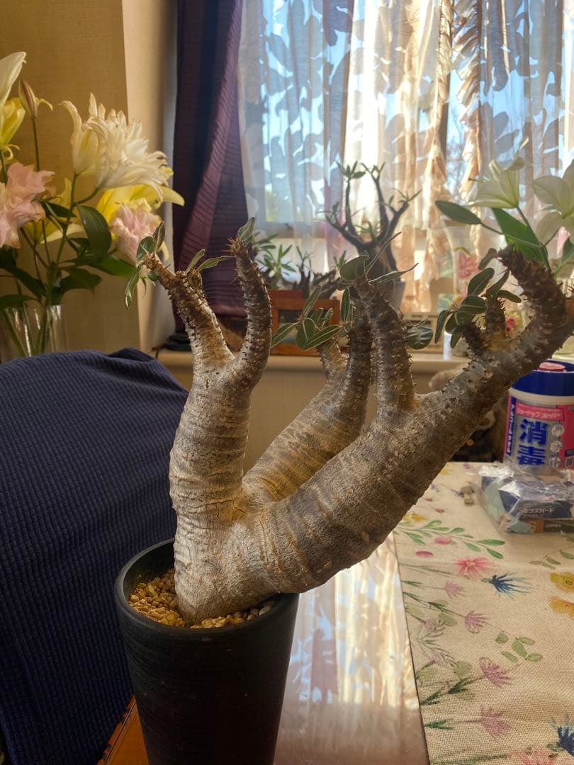 希少マカイエンセ多頭 太くてデカイ現地球 魔界球