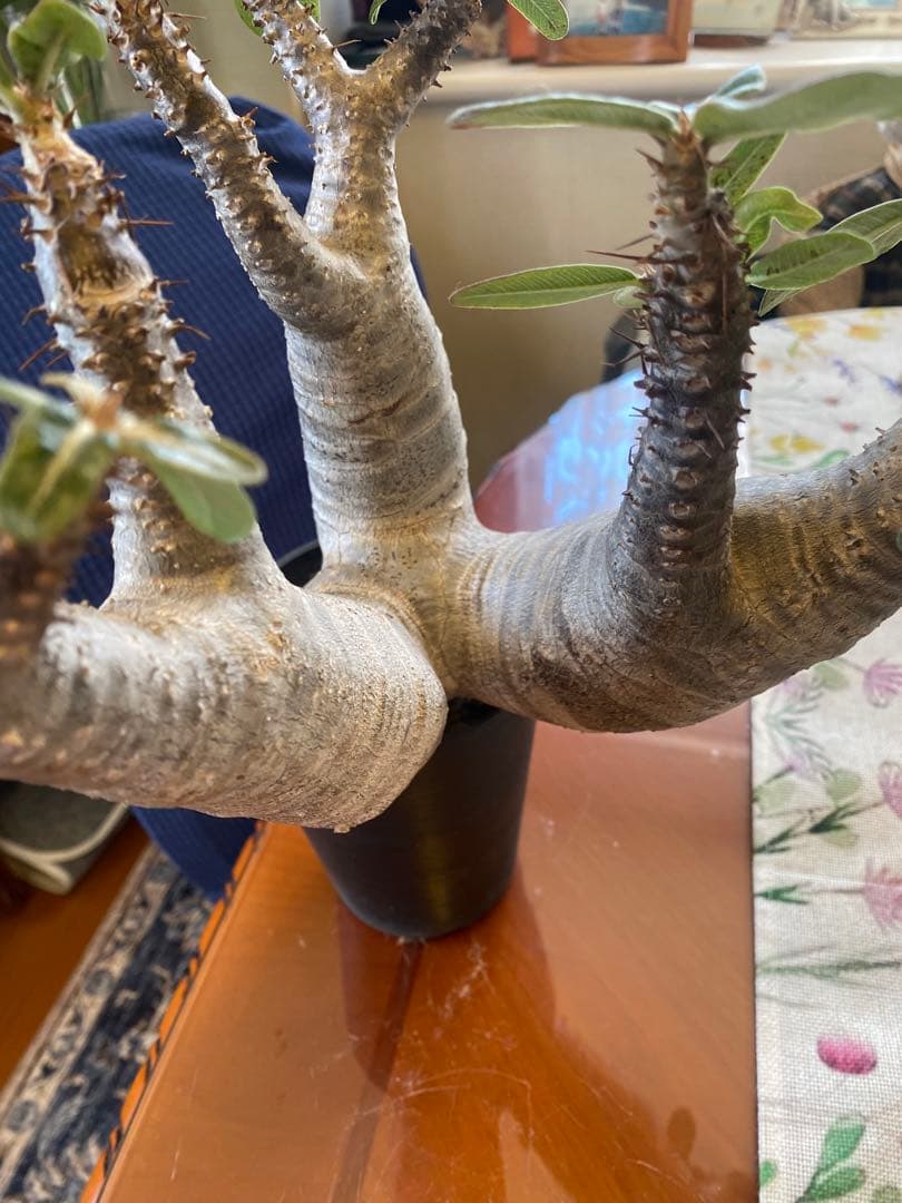 希少マカイエンセ多頭 太くてデカイ現地球 魔界球