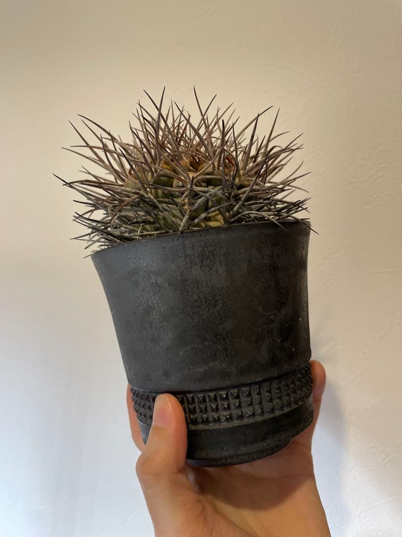 大株　魔天竜　spicygem鉢付き