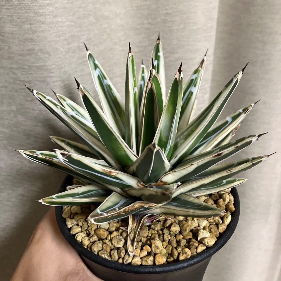 アガベ 笹の雪 氷山