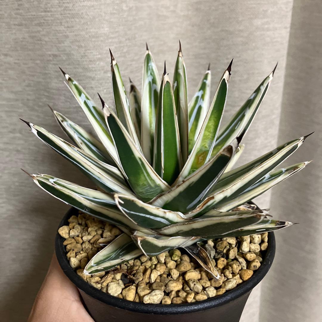 アガベ 笹の雪 氷山