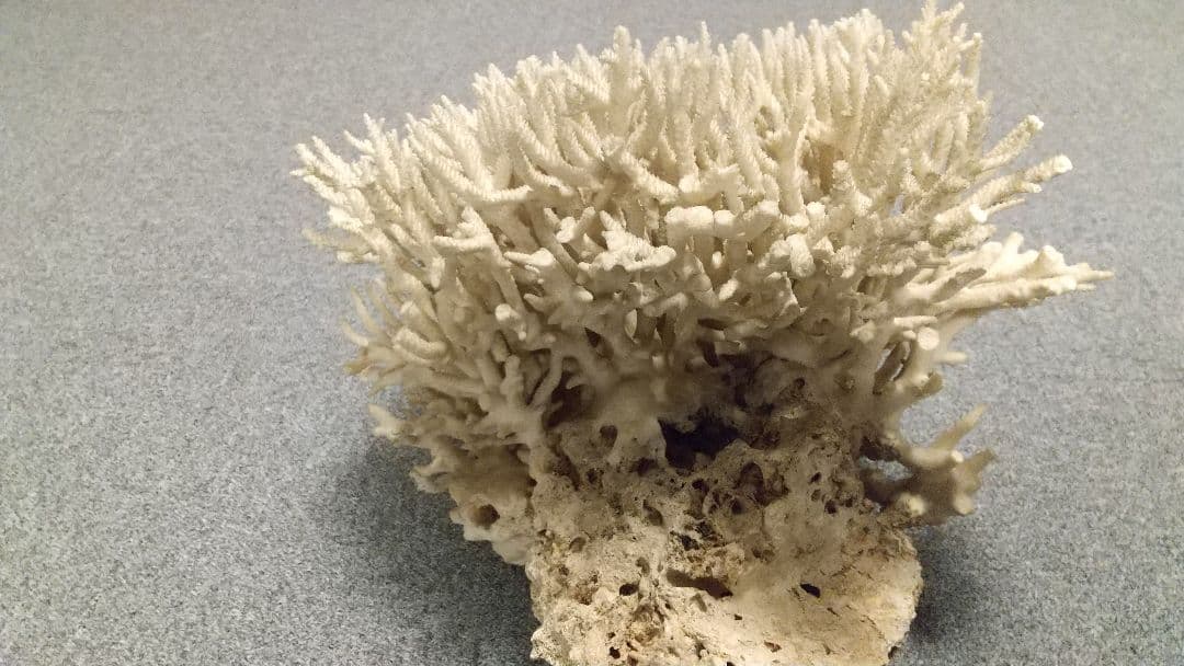 天然珊瑚✴︎根付きテーブルサンゴ ガラスケース付き