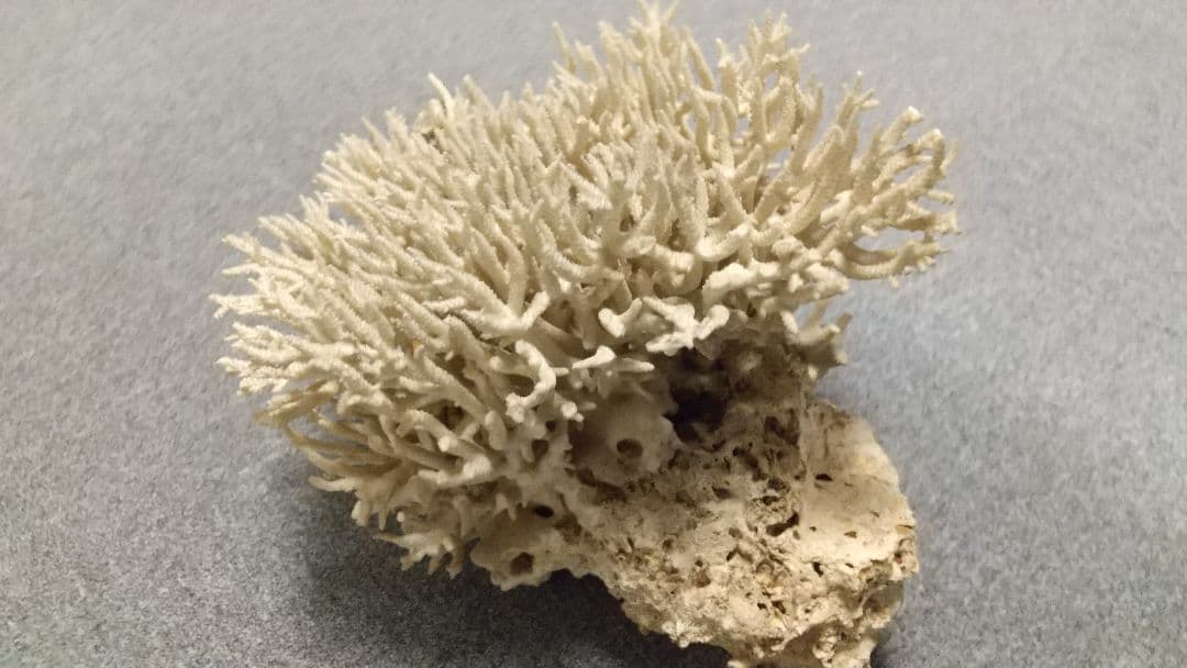 天然珊瑚✴︎根付きテーブルサンゴ ガラスケース付き