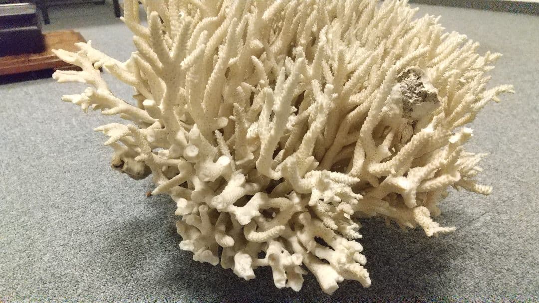 天然珊瑚✴︎根付きテーブルサンゴ ガラスケース付き