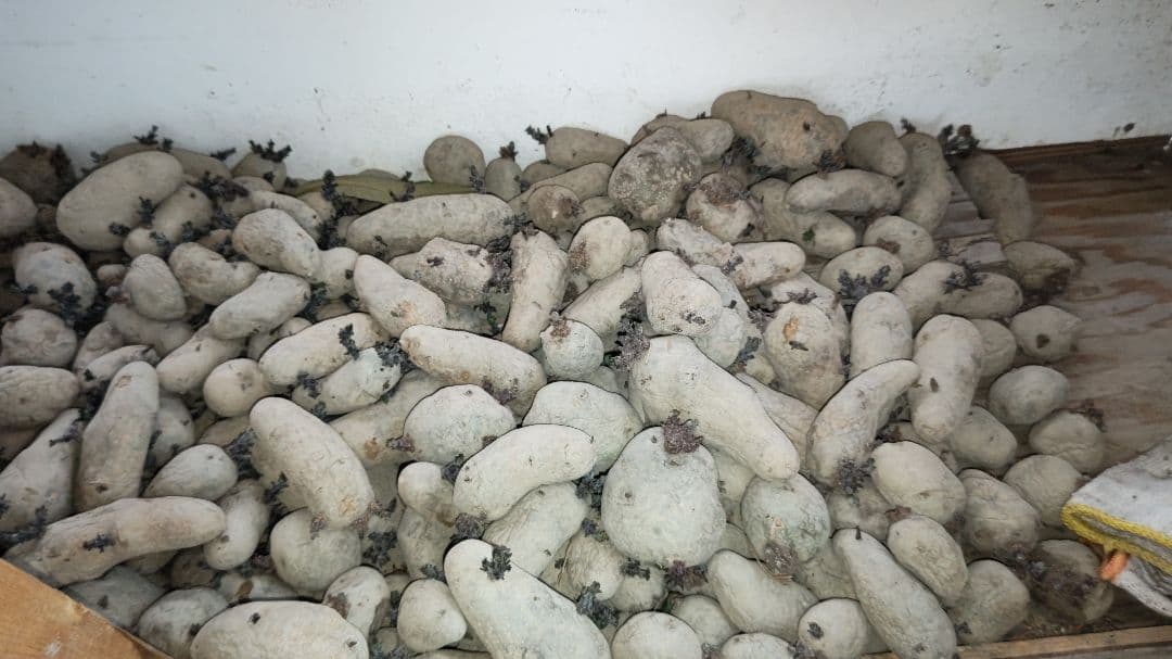 ①じゃがいも種芋　10kg 　　　　　　　　期間中無農薬栽培