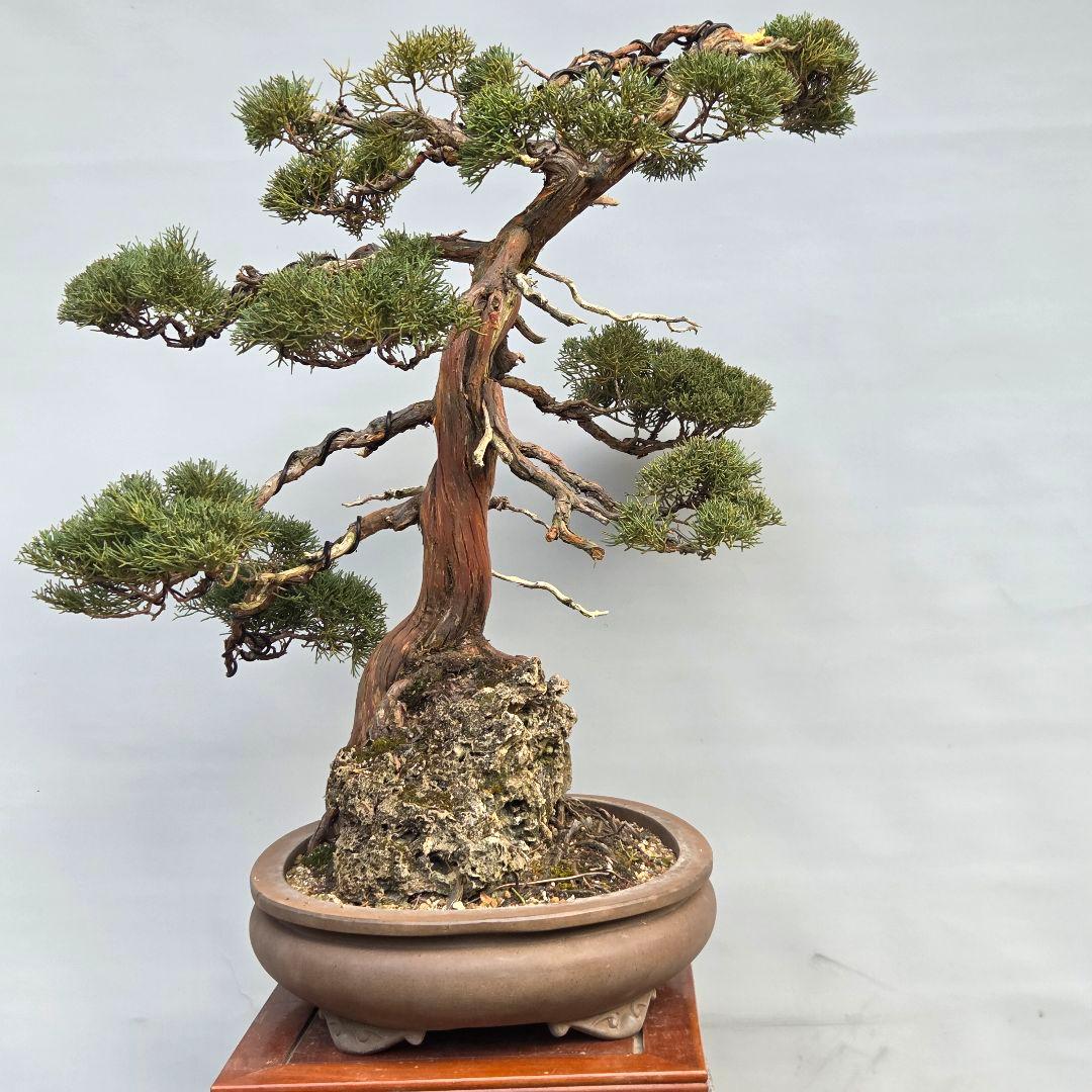 真柏　[石付き模様木]　大品盆栽