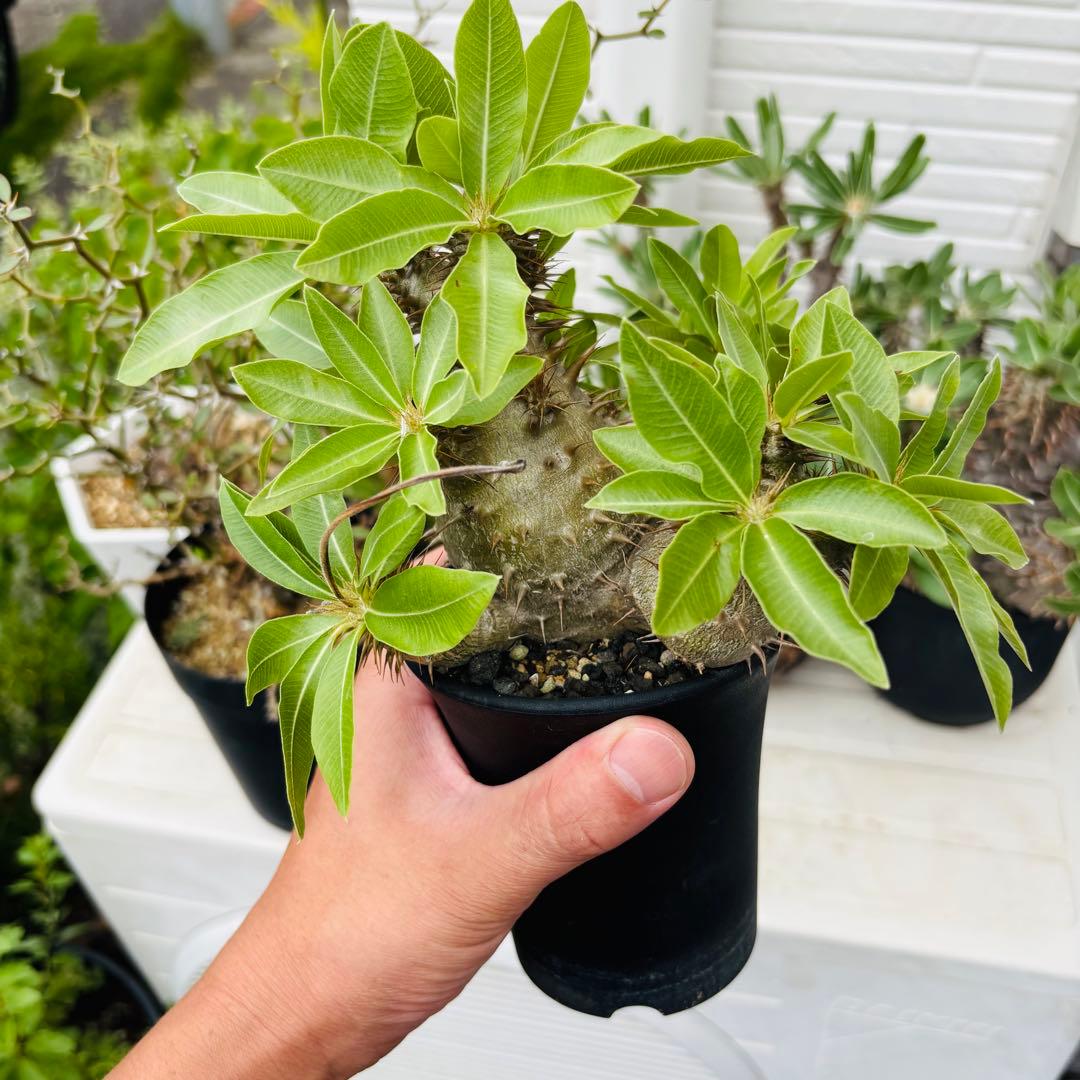 コレクション株 実生 パキポディウム マカイエンセ 魔界玉 充実株 多頭