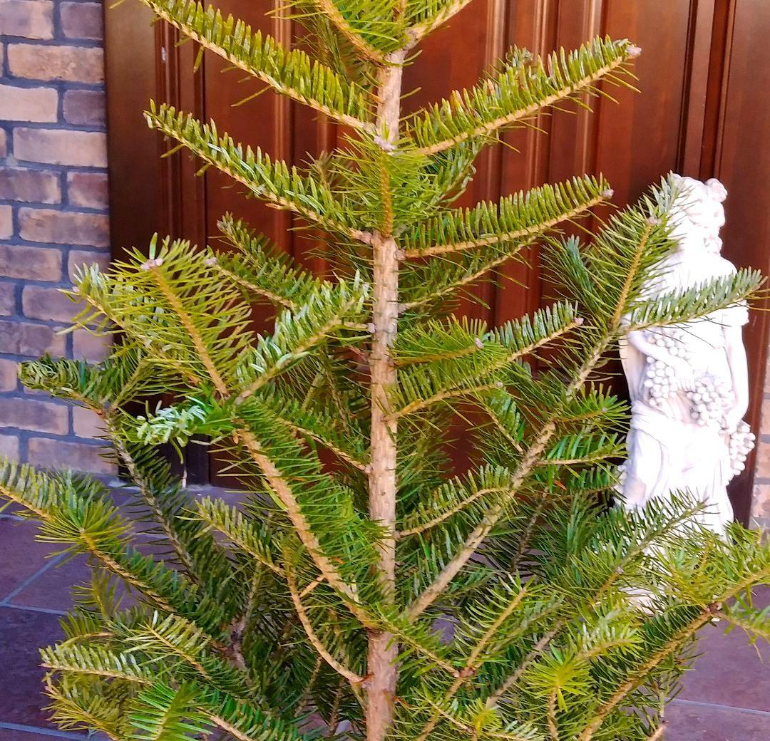 もみの木 モミノキ 苗木 ウラジロモミ 115cm❗クリスマスツリー 鉢植済み
