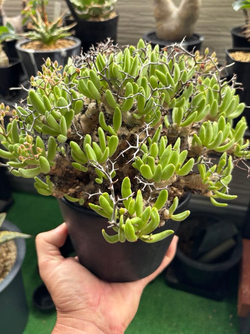 大株❗️ 塊根植物　チレコドン　レキュラータス　万物想　現地球